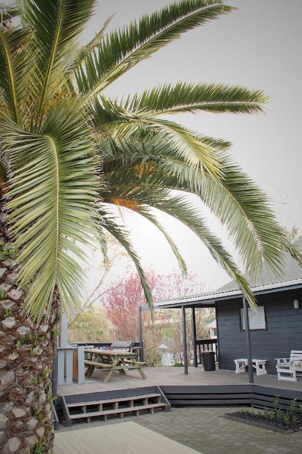 Hugo & Carters Backpackers & Motel Tauranga Exteriér fotografie Phoenix canariensis
